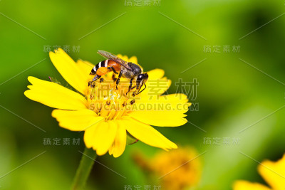 蜜蜂