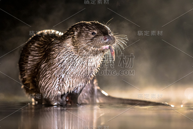 晚上在浅水区生活的欧洲水獭