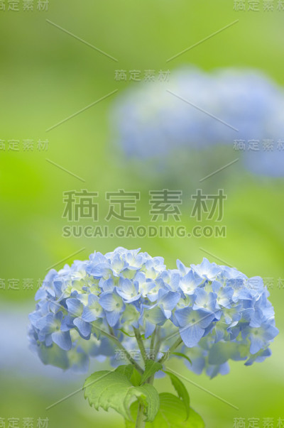 绣球花