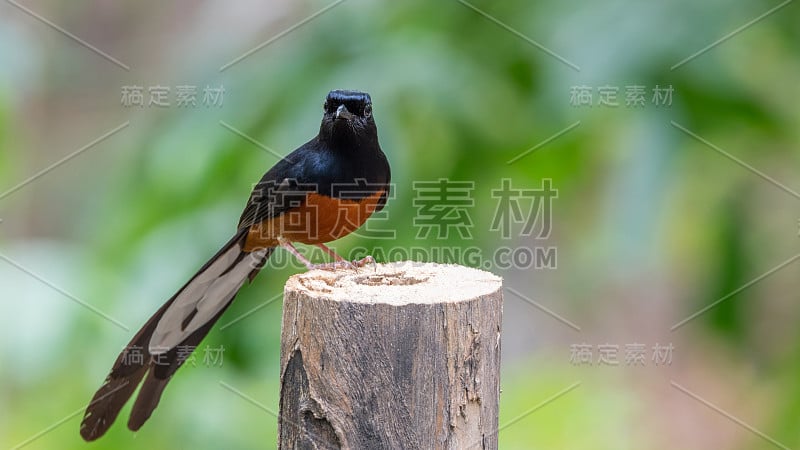 雄性白臀沙马鸟(white rumped shama或Copsychus malabaricus)有