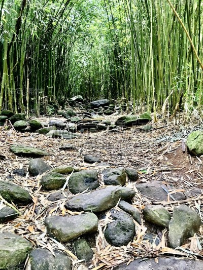 竹林