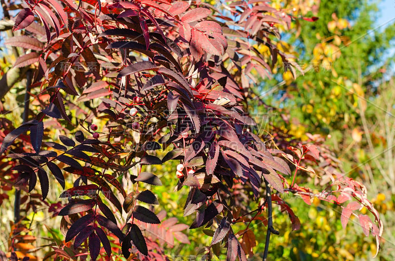 Sorbus Arnoldiana“珊瑚粉”。