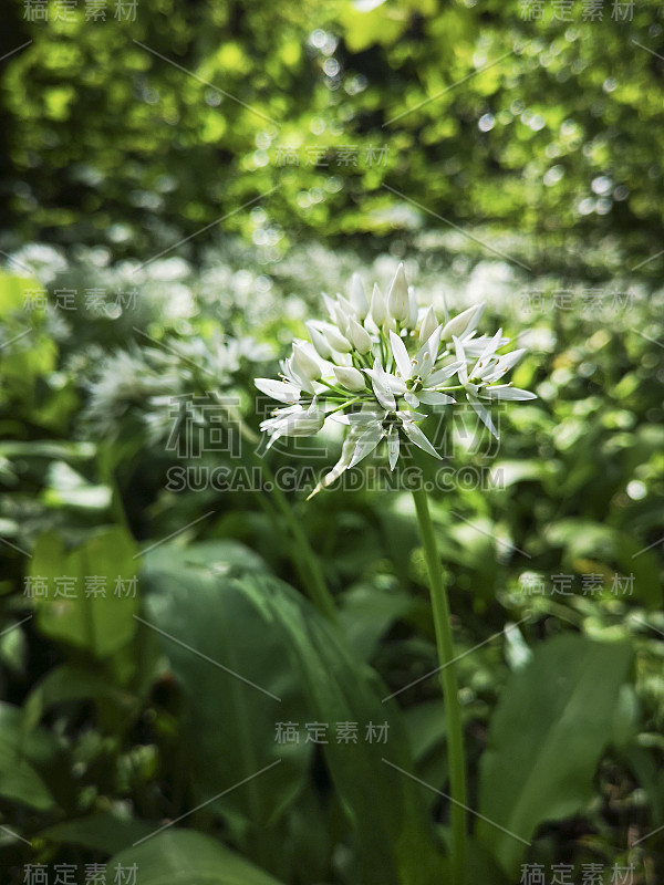 熊蒜，又称野蒜，ramsons，木蒜，野韭葱。