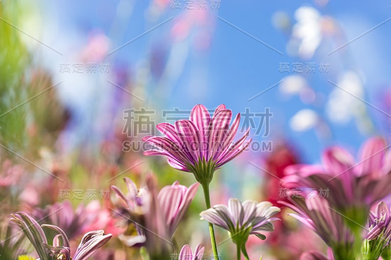 贺卡点缀着花花绿绿的草地，夏日的鲜花。粉紫色。