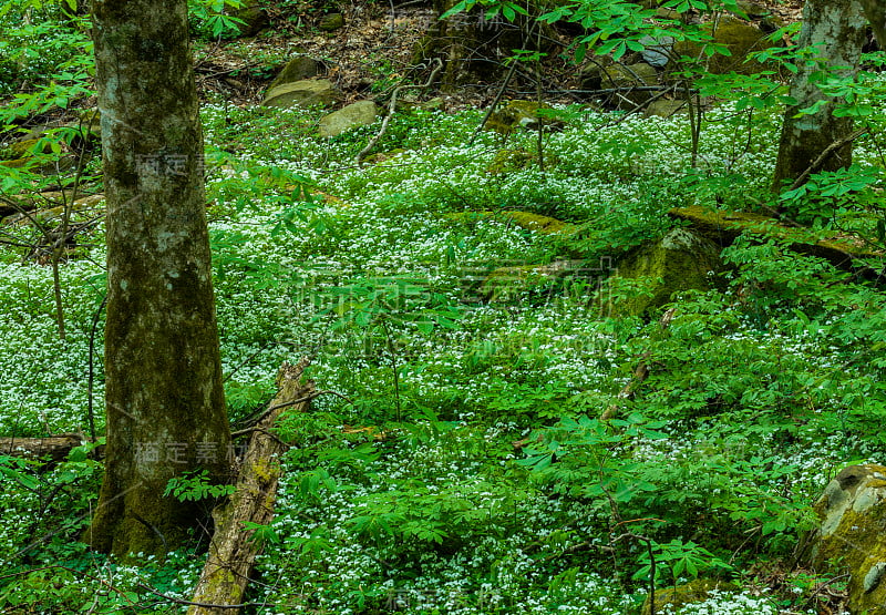 春天，大烟山NP, TN