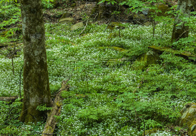 春天，大烟山NP, TN