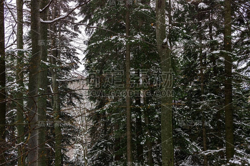 冬季跟踪从Yumruk峰和Eho小屋到Ribaritsa村，Stara planina(巴尔干山)，