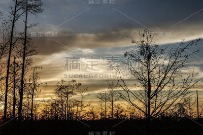 日落时的棕榈树和电线