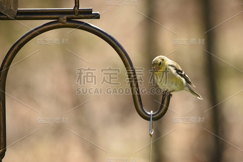 一棵松栖在钩子上