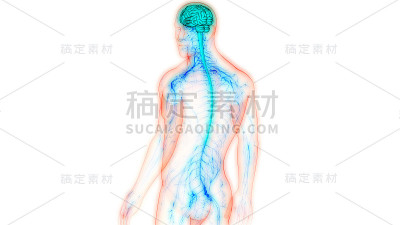 人脑神经系统的中枢器官
