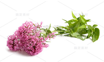 红色缬草的花
