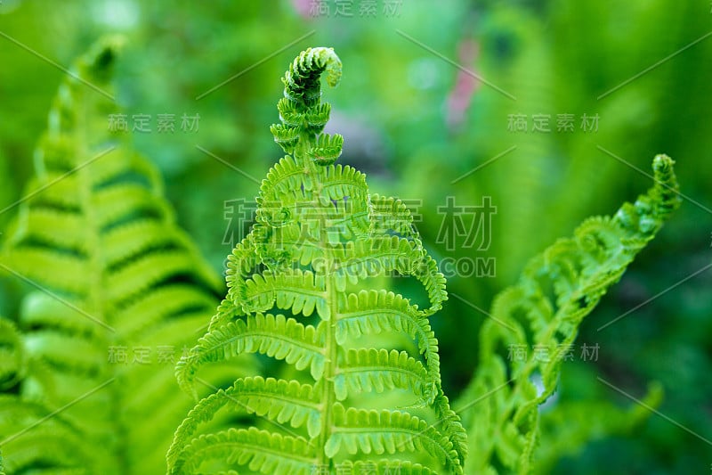 浅自由度蕨类植物的亮绿色嫩芽