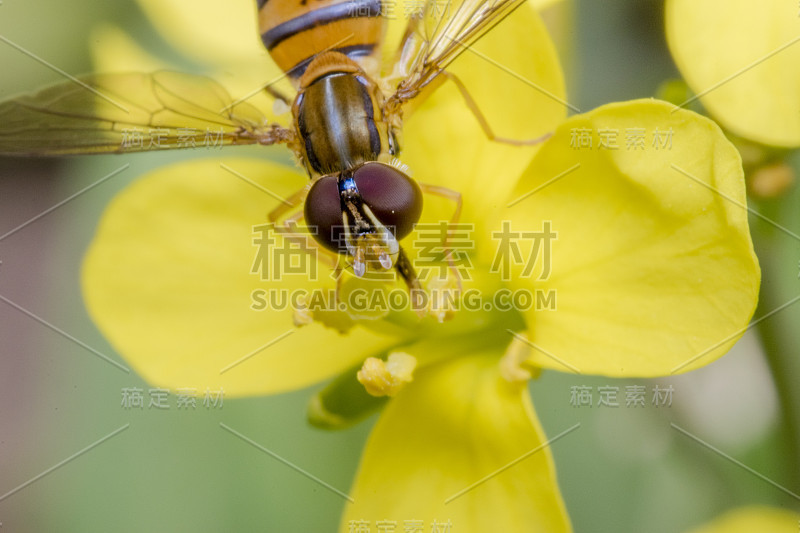 黄色报春花上的一种小斑纹虫