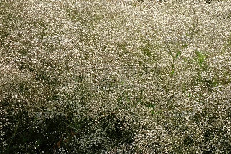 吉普赛花开得又艳又密