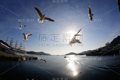 蓝天，轮船，海鸥