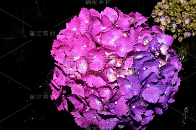 两种颜色的绣球花