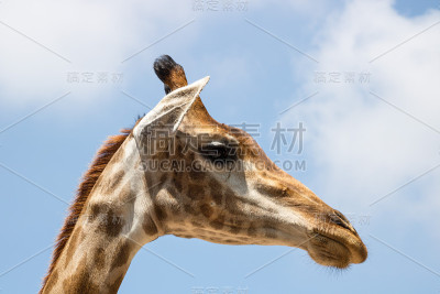 长颈鹿