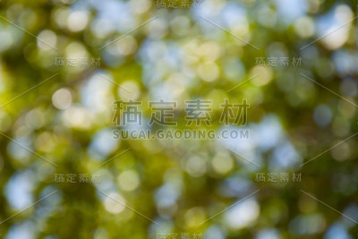 绿色的焦外成像背景