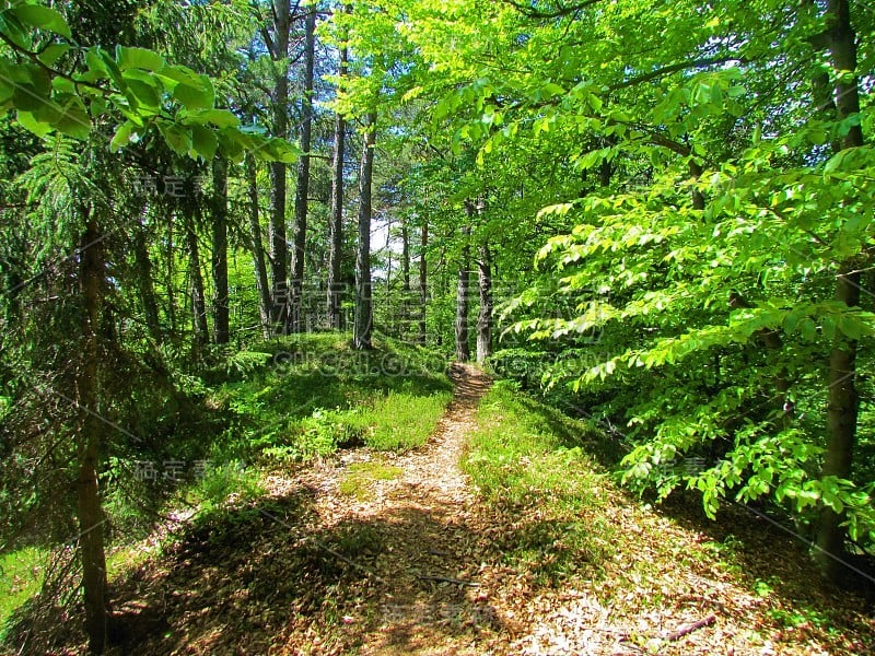 苏格兰松林和欧洲山毛榉林