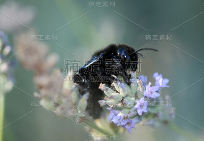 布劳·霍尔兹比恩