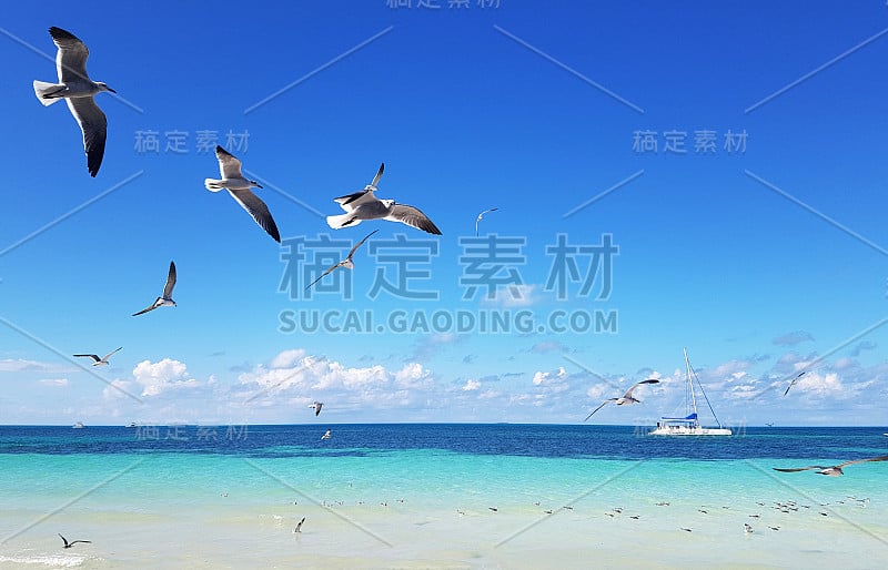 蓝天，飞翔的海鸥