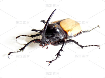 昆虫