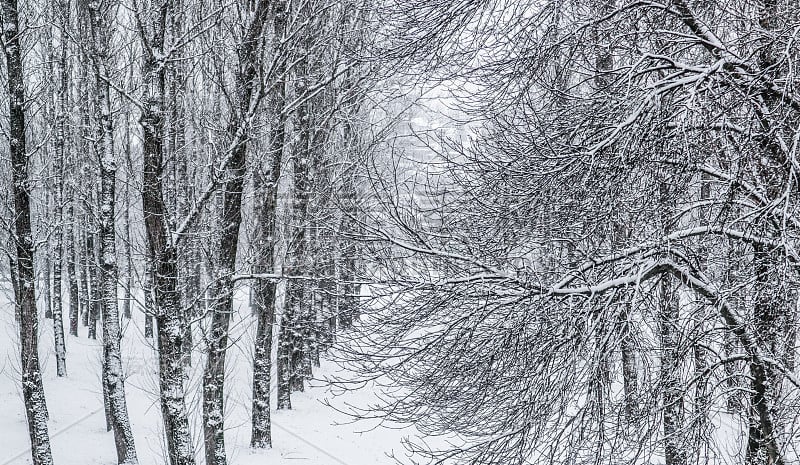 童话般的白雪覆盖的树枝，白雪覆盖的自然风景和寒冷的天气。冬天公园下雪