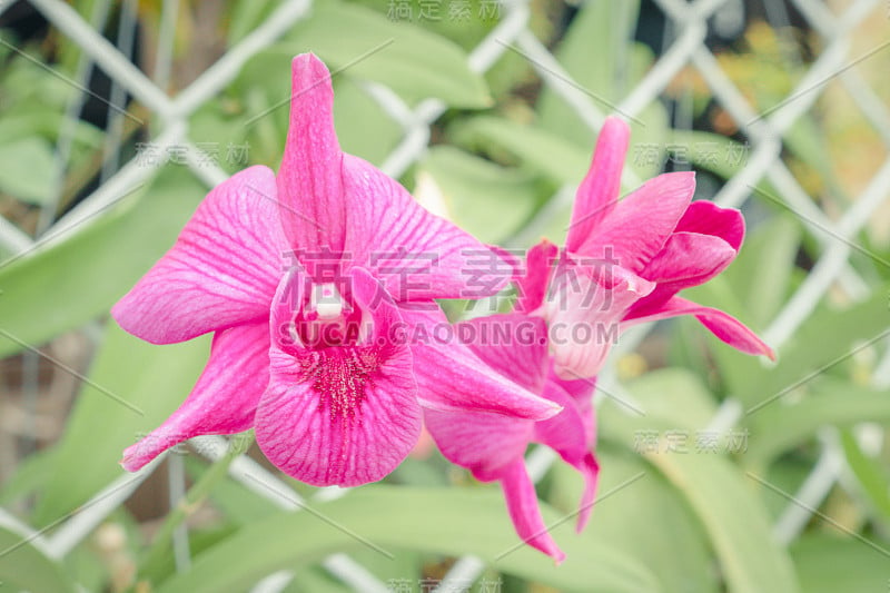 兰花的花