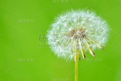 蒲公英