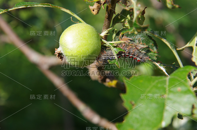 舞毒蛾(Lymantria dispar)在苹果树上的特写