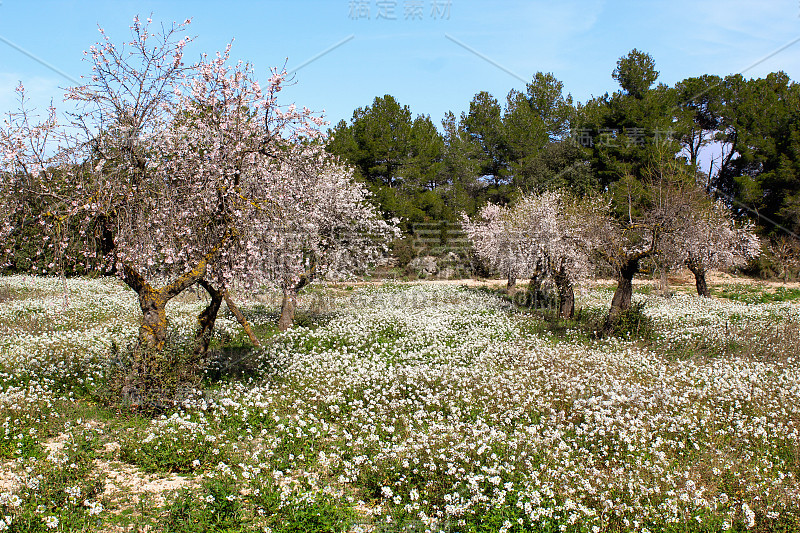 早春开花的杏树。杏仁花。杏花在博尔赫斯Blanques, Les Garrigues，莱莱达，西班牙