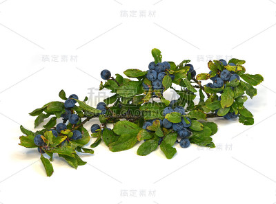 黑刺李