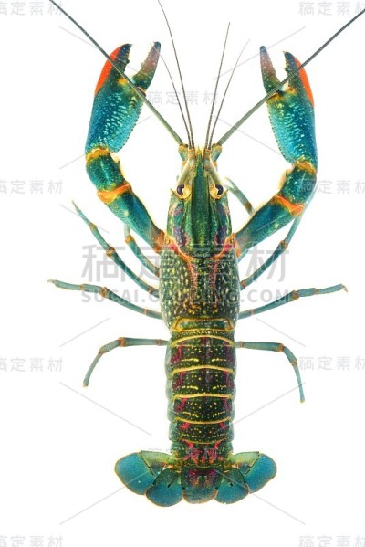 澳洲蓝螯虾分离