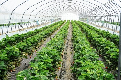 草莓地里的温室建筑