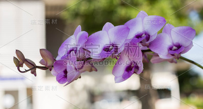 兰花的花