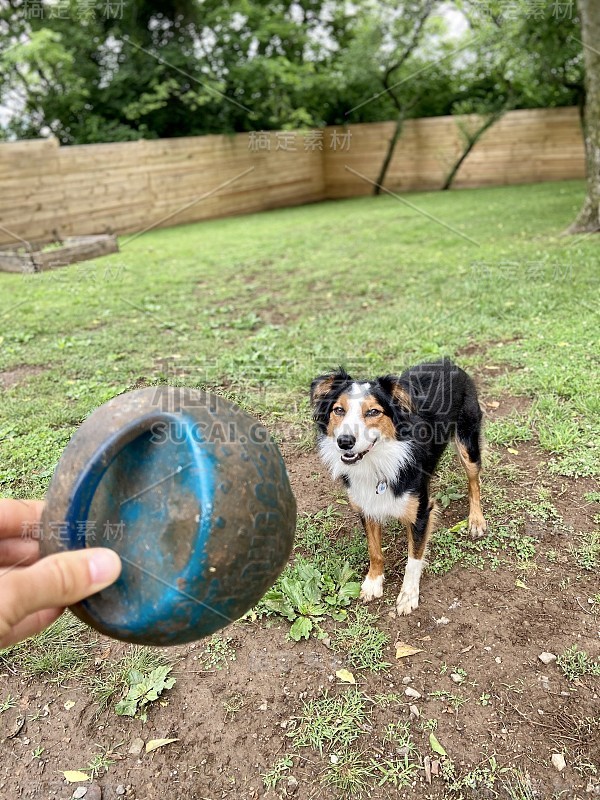 快乐的澳大利亚牧羊犬准备好玩了