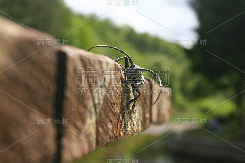 塞尔维亚热带雨林的动物群