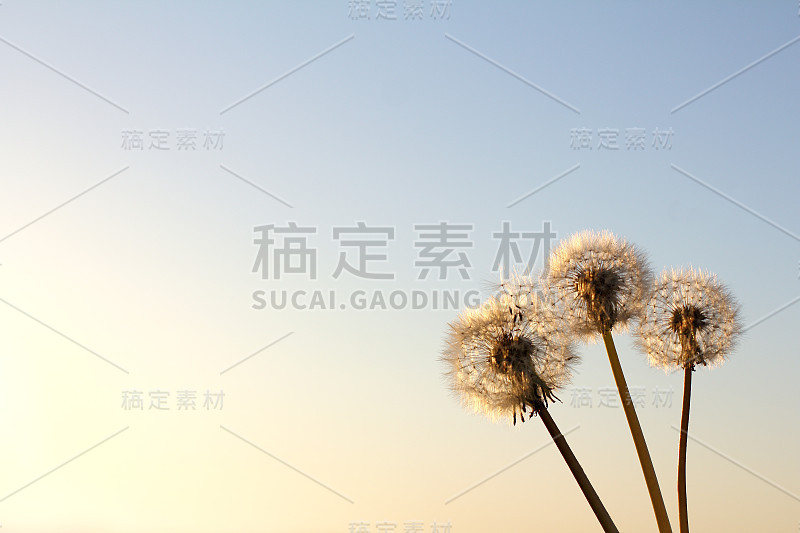 软弹簧日落