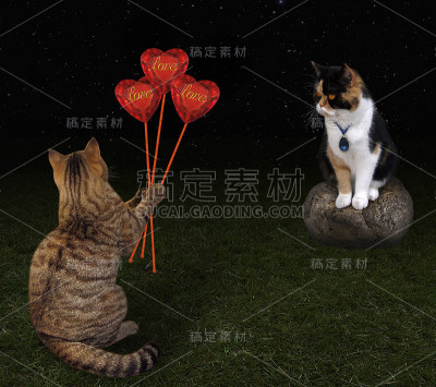 猫送了一束心
