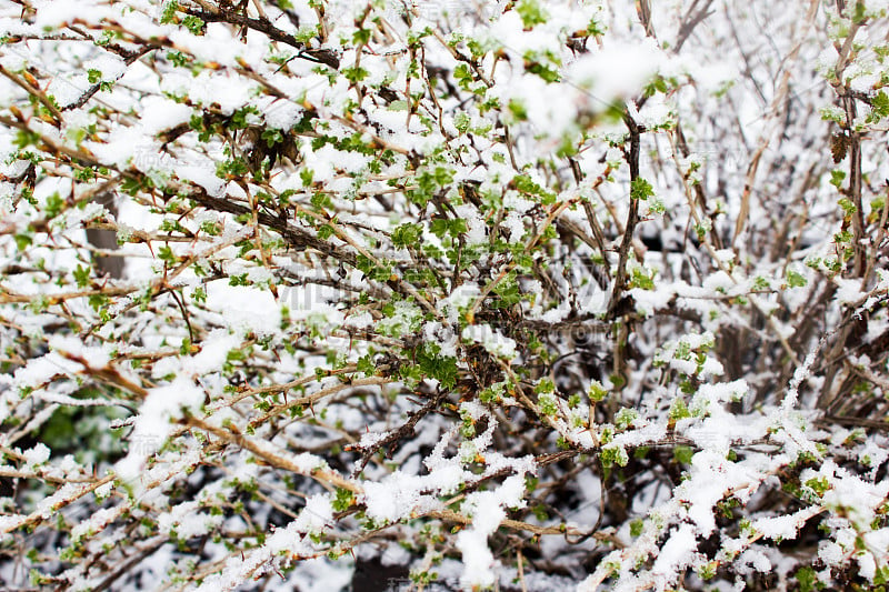 绿色的植物在雪下。自然异常。