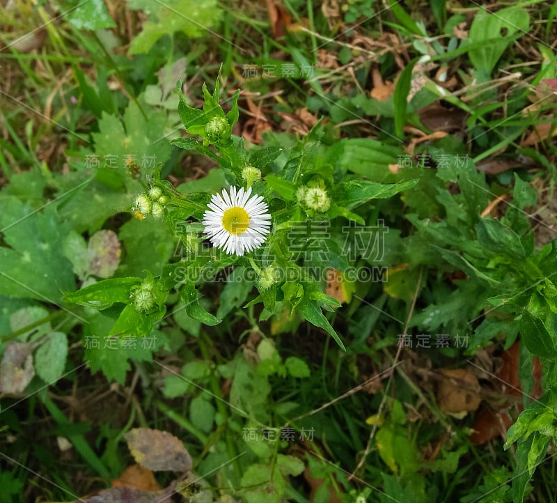 美丽的白色小花和小黄花中间