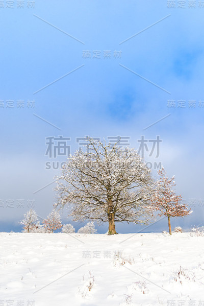 雪树