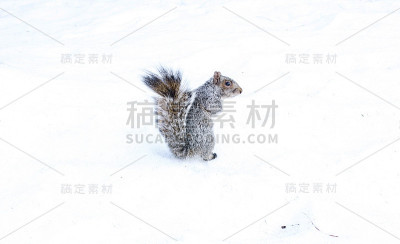 雪中的松鼠