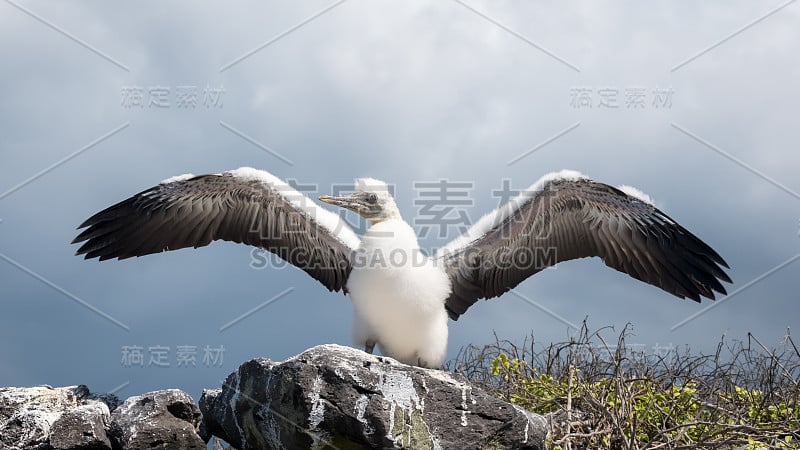 厄瓜多尔加拉帕戈斯群岛埃斯帕诺拉岛的悬崖上，纳斯卡鲣鸟正在学习飞行