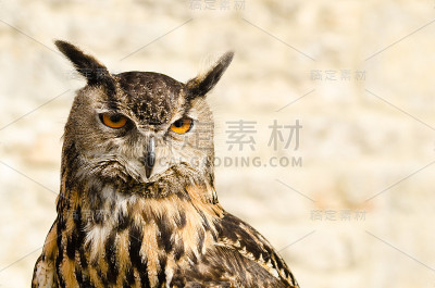 欧亚鹰枭