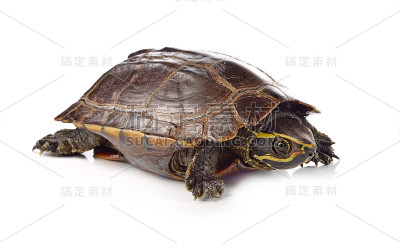 白色背景上的海龟