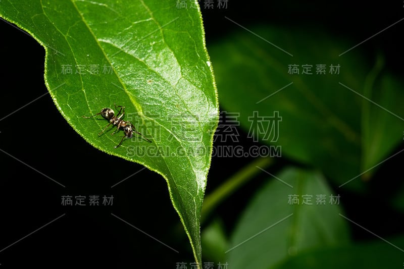 一只小蚂蚁在一片绿叶上爬行。宏。