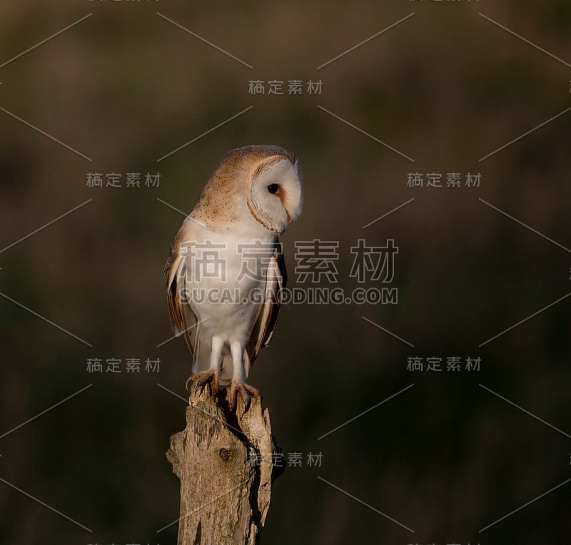 野猫头鹰，泰托阿尔巴