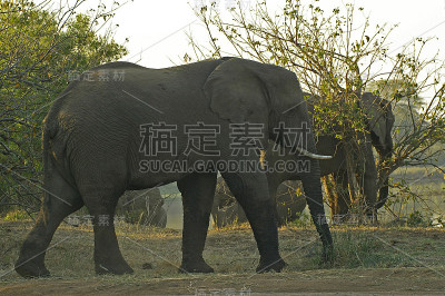 大象在日落时喝水