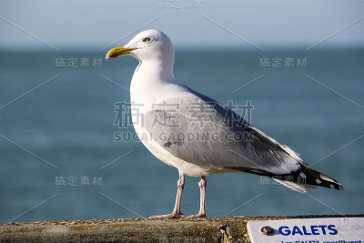 风景的诺曼底